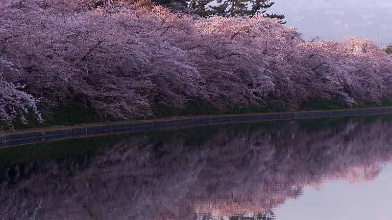 異境にて、桜を詠う　～詩人・田原　東北の旅～